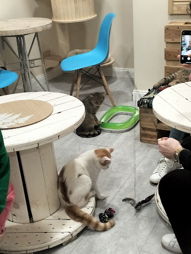 Comentarii opinii despre Kocia Kawiarnia „Koci Gościniec”/dla miłośników kotow/adopcja kota