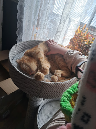 Comentarii opinii despre Kocia Kawiarnia Mruczkowo - Gliwice(7+)