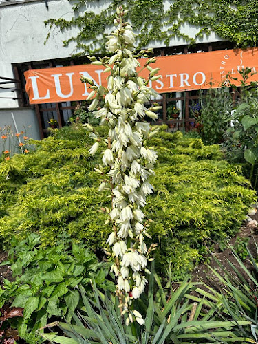 Bistro Luna Phone number