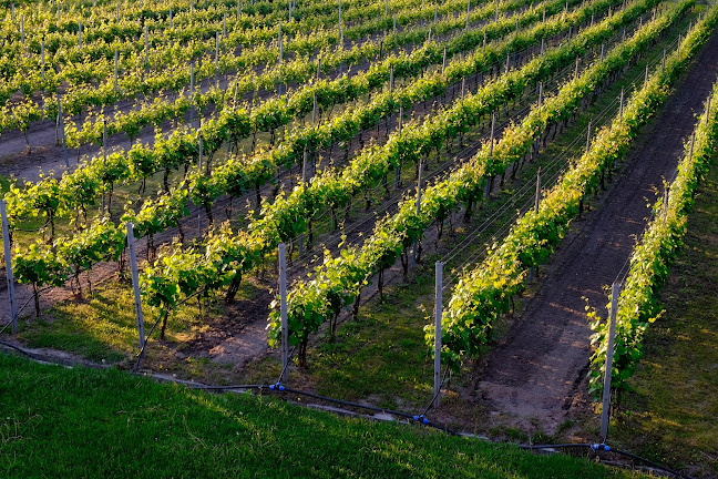 Opinii despre Winnica PATRIA în Imielin - Gastronomia