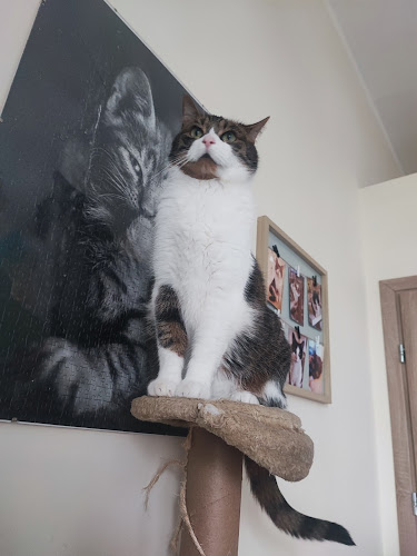 Comentarii opinii despre Kocia Ferajna