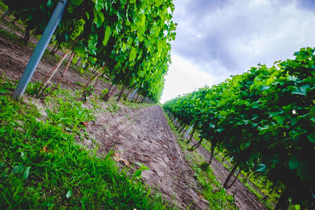 Comentarii opinii despre Winnica PATRIA