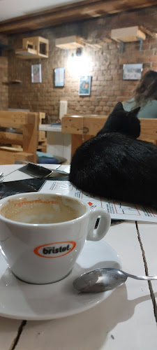 Kocia Kawiarnia „Koci Gościniec”/dla miłośników kotow/adopcja kota - Bytom