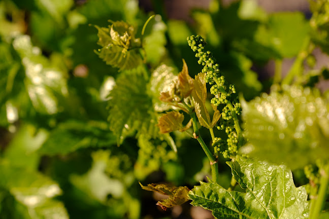 Comentarii opinii despre Winnica PATRIA