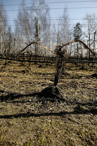 Winnica PATRIA - Gastronomia