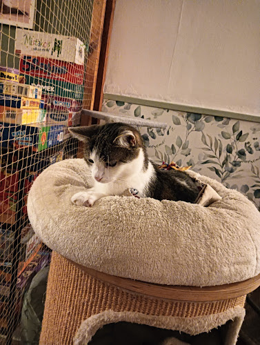 Kocia Kawiarnia Mruczkowo - Gliwice(7+) - Gastronomia