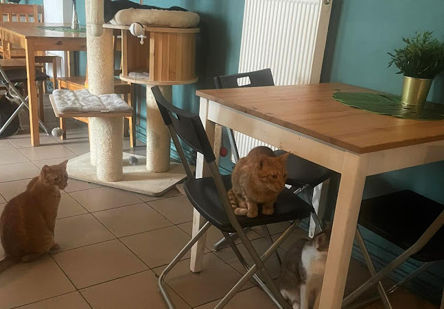 Kocia Kawiarnia Mruczkowo - Gliwice(7+) - Gliwice