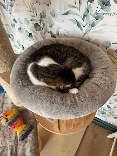 Kocia Kawiarnia Mruczkowo - Gliwice(7+) - Gliwice